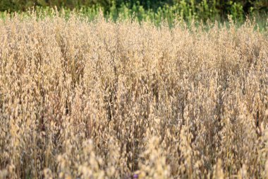Uçsuz bucaksız olgun yulaf tarlası, hasat için hazır, ufukta yeşil bir ağaç çizgisi var. Görüntü, hasatın zenginliğini, doğanın cömertliğini ve kırsal yaşamın sükunetini sembolize ediyor..