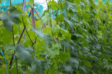 Canlı yeşil yaprakları olan, ahşap ve metal sarmaşıklar tarafından desteklenen bir sıra genç üzüm yetişir. Sarmaşıklar yoğun bir duvar oluşturarak büyüme ve doğurganlık hissi yaratıyor..