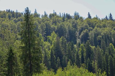 Bu çekim güneşli bir günde yemyeşil bir orman gösteriyor, yüksek ağaçlar dağ yamacını kaplayan yoğun yeşil bir halı oluşturuyor. Görüntü, doğanın güzelliğini ve ihtişamını yansıtıyor..