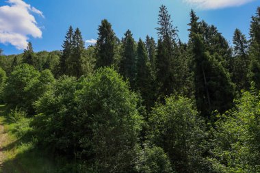 Yoğun bir ormanın alçak açılı görüntüsü bir yamaçta, açık beyaz bulutlu parlak mavi bir gökyüzünün altında büyüyor. Güneş ışığı gölgelikten süzülerek, bereketli doğanın manzarasını yaratır..