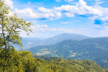 Mor kapaklı cam bir parfüm şişesi koyu yeşil bir arka plana yerleştirilir. Yumuşak gölgeler, minimalist tasarımı vurgulayan bir ses tonu yaratırlar..