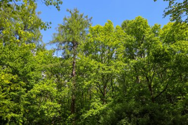 Güneş ışığı ağaçların yemyeşil gölgelerinden süzülerek bir bahar ya da yaz gününün parlak ve huzurlu atmosferini yaratır. Bu fotoğraf doğa, ekoloji, açık hava aktiviteleri ve çevreyle uyum ile ilgili projeler için mükemmeldir..