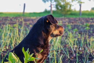 Gün batımında bir köpek, genç yeşilliklerle çevrili olan uzaklığa bakarak bir tarlada oturur. Bu fotoğraf köy hayatı, evcil hayvanlar, sadakat ve doğa ile ilgili projeler için mükemmel..