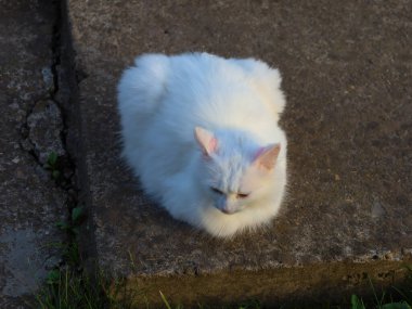 Kabarık beyaz bir kedi sert ve beton bir yüzeye dayanır. Doğal ışıklandırma, kürkünün yumuşaklığını ve kulaklarının hassas pembe tonlarını ön plana çıkararak rahat ve huzurlu bir atmosfer yaratıyor..