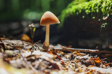Bu karede, zarif bir şapkayla narin bir mantar ve orman zemininde kuru yapraklarla kaplı ince bir gövde duruyor..