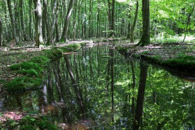Sakin bir orman deresi, uzun ağaçlar ve parlak yeşil bitki örtüsünü yansıtan aynaya benzer derin bir yüzey yaratır. Bu görüntü, suların ve ormanların doğal güzelliklerini gösteren bir huzur ve ahenk hissi taşır..