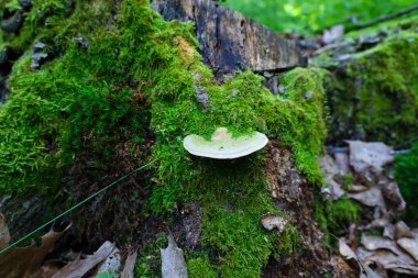 Parlak yeşil yosun ve orman mantarlarıyla kaplı yosunlu odunların derin dokusu büyülü bir orman atmosferi yaratıyor..