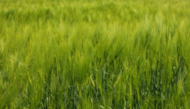 Rüzgarda sallanan yemyeşil bir tarlanın yakından görüntüsü. Tahıl sapları, doğanın sükunetini ve ahengini somutlaştıran bir üniforma, memnun edici bir desen oluşturmak için düzenlenmiştir..