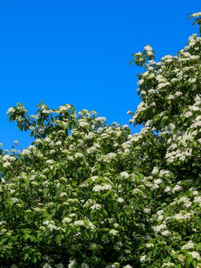 Yoğun bir şekilde beyaz çiçeklerle kaplı canlı yeşil yaprakların odaklanmış görüntüsü. Bereketli çiçekler, açık mavi gökyüzüne karşı durarak doğanın ve açık alanın dinamik bir kontrastını oluşturuyor..