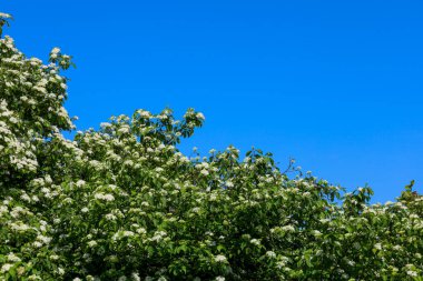 Çiçek açan bir ağacın tepesinde beyaz çiçekler ve yemyeşil yapraklar. Bitki çerçevenin alt yarısını kaplıyor, açık gökyüzünün engin maviliğini vurguluyor..