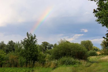 Olgun, sulu kayısılar, yemyeşil yapraklarla çevrili bir meyve ağacının dallarında hafif bir allık asılı. Bu çekim, ılık bir yaz gününün ve bereketli bir hasatın özünü yakalar..