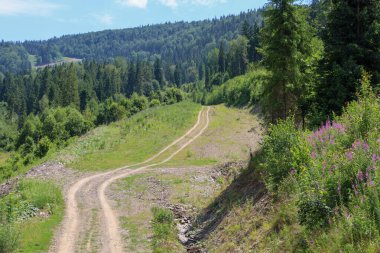 Yoğun yeşil çalıların ve çalıların arasından geçen toprak bir yol yamaçtaki uzun kozalaklı bir ormana çıkıyor. Bu yaz manzarası vahşi ve el değmemiş doğayla bir yolculuk ve birlik hissi yaratıyor..