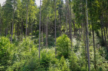 Uzun, ince ağaçlar ve çalılıkların olduğu yoğun kozalaklı bir orman manzarası vahşi ve el değmemiş bir doğa hissi yaratıyor. Güneş ışığı paraşütlerin arasından doğuyor ve bu yaz manzarasına resmiyet katıyor..