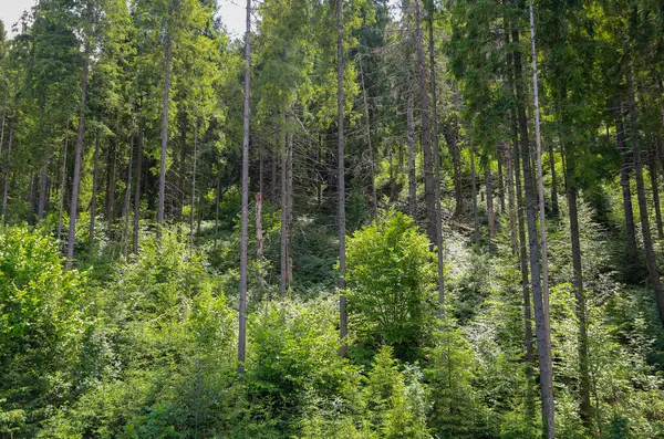 Uzun, ince ağaçlar ve çalılıkların olduğu yoğun kozalaklı bir orman manzarası vahşi ve el değmemiş bir doğa hissi yaratıyor. Güneş ışığı paraşütlerin arasından doğuyor ve bu yaz manzarasına resmiyet katıyor..