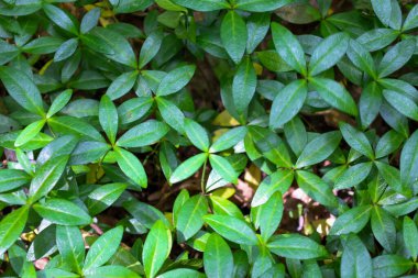 Menekşe yapraklarından oluşan yoğun yeşil bir halının yakın çekimi doğal ve güzel bir desen oluşturur. Yaprakların zengin rengi ve parlak yüzeyi taze ve sağlıklı görünürken, dalların gölgeleri çekime ekstra derinlik katıyor..