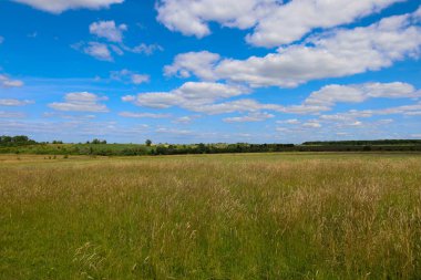 Altın bir tarlaya benzeyen uzun otların ön planda görüldüğü geniş bir manzara. Ufukta bir ağaç şeridi var, ve yukarıda, tüylü beyaz bulutları olan parlak mavi bir gökyüzü, sonsuz bir boşluk hissi katıyor.. 