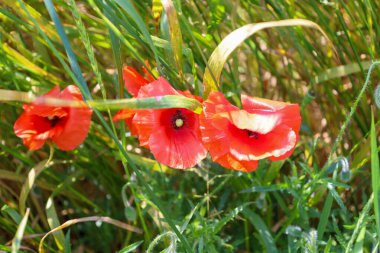 Çiçek açmış üç canlı kırmızı gelincik yeşil sapların ve yaprakların arasında duruyor. Güneş ışığı yaprakların arasından süzülür, çiçeklerin narin ve doygun renklerini vurgular, yaz tazeliğini ve sıcaklığını hisseder.. 