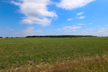 Geniş yeşil bir alan ufka kadar uzanıyor ve genç filizler büyüyor. Ufukta, parlak mavi gökyüzünün altında tüylü beyaz bulutlarla bir orman şeridi görülebilir. Barışçıl doğanın ve sonsuz uzayın parlak ve net bir görüntüsü..