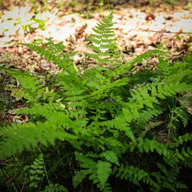 Kuru yapraklar ve yosunlardan oluşan bir arka planda büyüyen genç, canlı yeşil eğreltiotunun yakın plan görüntüsü. Görüntü, vahşi doğada bir yaşam ve yenilenme hissi veriyor..