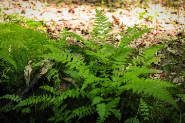Kuru yapraklar ve yosunlardan oluşan bir arka planda büyüyen genç, canlı yeşil eğreltiotunun yakın plan görüntüsü. Görüntü, vahşi doğada bir yaşam ve yenilenme hissi veriyor..