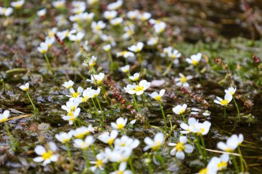 Çiçek açan bir açıklık, ıslak zeminde çimen ve yosunlarla büyüyen küçük kır çiçekleriyle kaplıdır. Bu görüntü vahşi doğanın güzelliğini ve sükunetini, hassas detaylara odaklanarak aktarıyor..