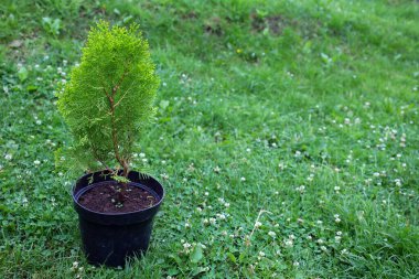 Siyah bir tencerede filizlenen genç bir katil yonca ve küçük beyaz çiçeklerle kaplı yeşil bir çimenliğe nakledilmeye hazır. Görüntü büyümeyi ve bitki bakımını sembolize ediyor, peyzaj, bahçe tasarımı veya ekoloji kavramları için mükemmel hale getiriyor..