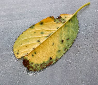 Islak metalik bir yüzeyde sarı kiraz yaprağı bulunur. Sabah çiy damlaları aşağıya doğru akıyor, geride iz bırakıyor..
