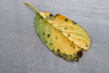 Sarı bir yaprak, sayısız su damlacıklarıyla kaplı gözenekli gri bir yüzeye dayanır. Hâlâ petiole yakın canlı yeşil renk yavaş yavaş zengin bir sarı geçiş, kenarlarında koyu kahverengi tonlara geçiş.