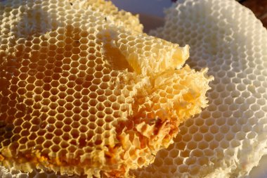 Beyaz bal peteklerinin yanına bal dolu altın bal petekleri yakın plan. Dokuların ve renklerin bu zıtlığı arı ürününün doğal güzelliğini ve zenginliğini vurgular. Sıcak güneş ışığıyla aydınlatılır..