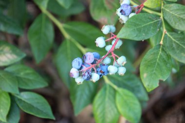 Böğürtlen dalına yakın çekim, olgunlaşan böğürtlen kümeleri. Olgun mavi böğürtlenler, açık renkli olgunlaşmamış meyvelerle tezat oluşturarak yaz bereketli bir atmosfer yaratıyor..