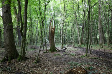 Devrilmiş ağaçlar ve kırık bir gövdeyle terk edilmiş bir orman manzarası sükunet ve yeniden doğuş atmosferini taşıyor. Bu fotoğraf, yaşam, ölüm ve orman ekosisteminde yeni başlangıçların doğal döngüsünü gösteriyor..