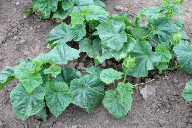 Bahçe yatağında yetişen sağlıklı bir salatalığın yakın çekimi. Yemyeşil yapraklar ve taze filizler sebze bahçesinde doğal ve organik sebze yetiştirildiğini gösteriyor..