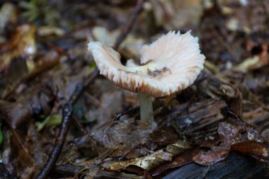 Düşen yapraklar, yosunlar ve dallardan oluşan orman zemininde büyüyen soluk bir mantarın yakın çekimi. Barış ve vahşi doğa atmosferi küçük detaylar ve dokularla taşınır..