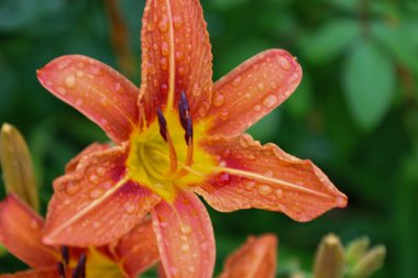 Canlı bir portakal zambağı, çiy ya da yağmur damlalarıyla kaplıdır ve güzelliğini yakın plan çekimde gösterir. Bu fotoğraf, bir yaz sabahının tazeliğini ve su damlacıklarının altında parlayan çiçeklerin zarafetini aktarıyor..