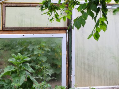 Güneşli bir gün manzarası, salatalıkların ve ayçiçeklerinin yetiştiği cam bir seraya dönüşüyor. Yaprakları nemli ve sisli camlardan görülebiliyor. Bu sahne doğal güzelliği kırsal bir cazibeyle harmanlıyor..