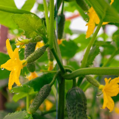 Çiçekli ve su damlacıklı genç salatalıklar bir seranın gövdesinde yetişerek tazelik ve doğallık gösterirler. Bu çekim, yaz hasadının, sağlıklı beslenmenin ve doğal yetiştirmenin atmosferini aktarır..