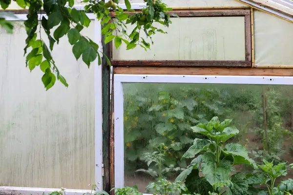 Geniş pencereli nemli bir sera içerisindeki yemyeşil bahçeyi ortaya çıkararak rahat bir atmosfer yaratıyor. Puslu cam, belki sabah çiğ tanesinden ya da yağmurdan sonra yumuşak ve bulanık bir etki yapar..