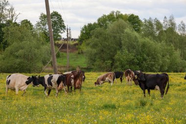 Bir inek sürüsü parlak sarı çiçeklerle kaplı büyük bir çayırda otluyor. Arka planda yeşil ağaçlar görülebiliyor, bu da cennet gibi bir kırsal alan yaratıyor..