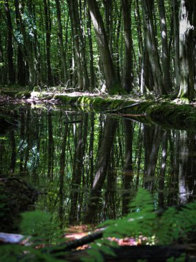 Uzun ağaçlar ve yemyeşil yeşillikleri yansıtan sakin bir orman göleti gerçek üstü bir simetri yaratıyor. Bu kompozisyon vahşi doğanın bir sakinlik ve sükunet atmosferini taşır..