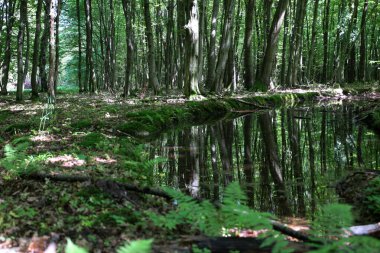 Uzun ağaçlar ve yemyeşil yeşillikleri yansıtan sakin bir orman göleti gerçek üstü bir simetri yaratıyor. Bu kompozisyon vahşi doğanın bir sakinlik ve sükunet atmosferini taşır..
