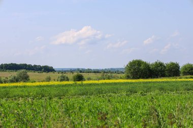 Birbirine dönüşen birkaç alandan oluşan geniş bir kırsal arazi: yeşil ottan parlak sarı kolza tohumuna. Manzara, ufuktaki ormanlar ve beyaz bulutlu açık bir gökyüzü tarafından vurgulanır..