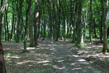 Ormanda bir yaz günü, sık ağaç gölgelerinin arasından güneş ışınları süzülerek düşen yapraklarla kaplı yolda bir ışık ve gölge oyunu yaratıyor..