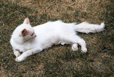 Beyaz bir kedi uzanmış, çimenlerin üzerinde kaygısızca uzanmış, yavaşça pençelerini hareket ettiriyor. Uzun tüylü kürkü yeşil bıçakların arka planına karşı duruyor. Huzur ve yaz yorgunluğu hissi yaratıyor..