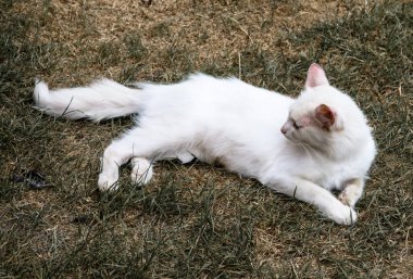 Yumuşak beyaz bir kedi, sıcak güneş ışınlarının altındaki zümrüt çimlerin üzerinde rahatça uzanır. Gözleri kapalıyken, huzur dolu bir anın tadını çıkarıyor. Kürkü, yumuşak doğal ışıkla kaynaşıyor.. 