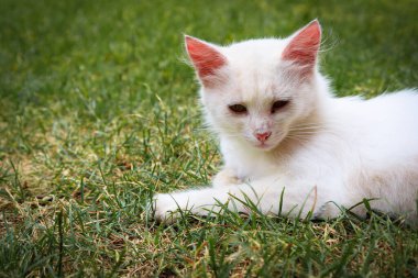 Beyaz bir kedi, yemyeşil otlardan oluşan bir arka planda zarifçe yatıyor. Gözleri ileriye dönük. Kar beyazı kürküyle zengin yeşil arasındaki zıtlık sakin ve odaklanmış bir atmosfer yaratır..