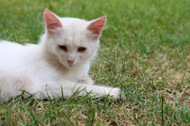 Beyaz bir kedinin, yemyeşil çimlerin üzerinde uzanmış sıcak bir günün tadını çıkarırken yakın plan çekimi. Güneş ışınlarıyla aydınlatılan kar beyazı kürkü, canlı arkaplanla güzel bir tezat oluşturuyor..