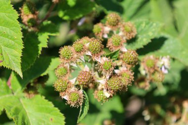 Doğal ortamlarında yetişen yeşil, olgunlaşmamış böğürtlenler. Bereketli yeşil yapraklarla çevrili böğürtlen kümeleri güneş ışığıyla yıkanır..