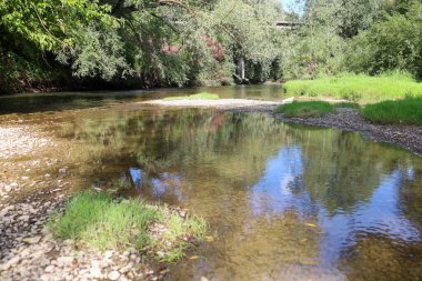 Yosun kaplı bir huş dalında büyüyen sarı-kahverengi mantar grupları. Bu fotoğraf doğadaki yaşamı ve çürümeyi gösteriyor ve doğal süreçlerin döngüsel doğasını vurguluyor..