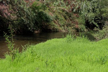 Huzurlu bir orman sahnesi, yeşil bankalar arasında yavaşça akan pitoresk bir nehir. Görüntü, seyahat, rahatlama, doğa veya çevresel temaların görselleştirilmesi için mükemmel hale getirerek, bir huzur ve doğal güzellik duygusu iletir..
