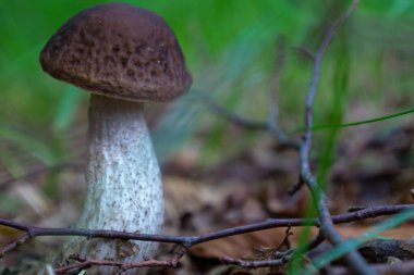 Kahverengi şapkalı ve beyaz saplı güzel bir mantar, orman zemininde düşmüş yaprak ve dalların arasında duruyor. Bulanık yeşil arka plan, sahnenin doğal ve huzurlu hissini vurguluyor..